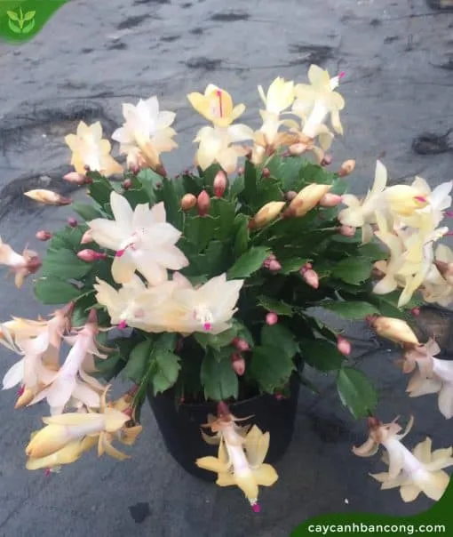 Lan càng cua với những đốt lá màu xanh bóng và phân nhánh rõ rệt