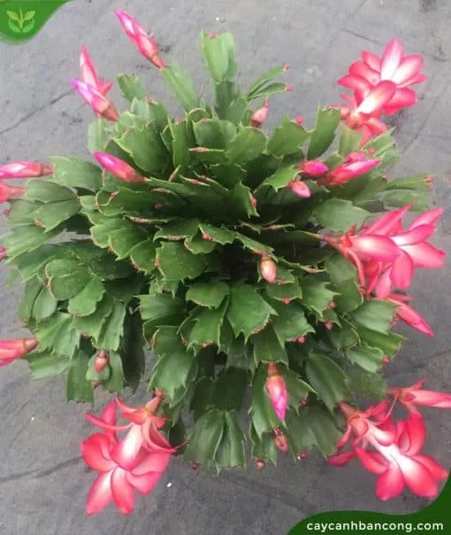 Những bông hoa lan càng cua đỏ rực rỡ đang buông rủ xuống