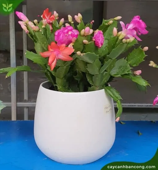 Cận cảnh lá và hoa lan càng cua