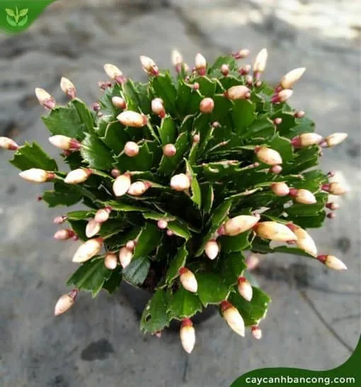 Lan càng cua được dùng để trang trí nhà cửa