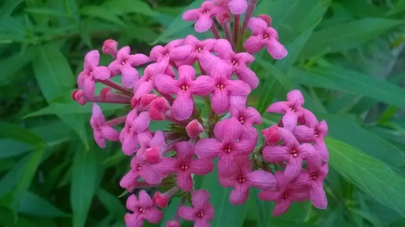 Cây liễu hồng (Rondeletia leucophylla) với tên gọi khác là liễu mai