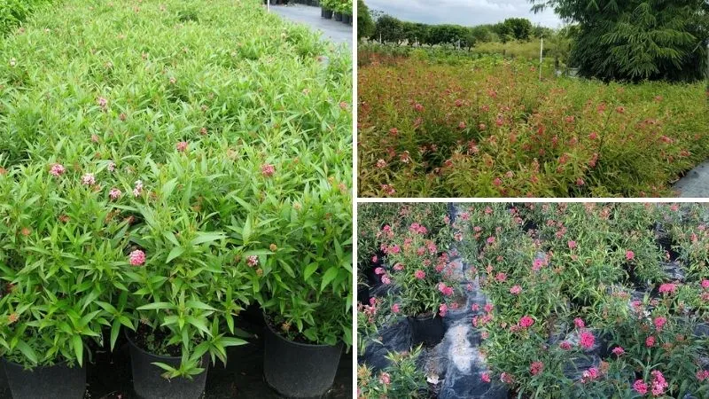 Ứng dụng của cây liễu hồng trong trang trí sân vườn và cảnh quan đô thị