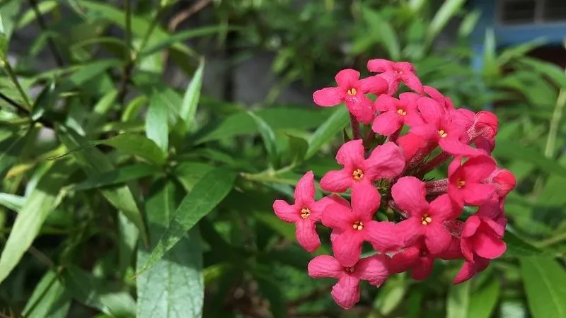 Hình ảnh kỹ thuật giâm cành và chuẩn bị đất trồng để trồng cây liễu hồng