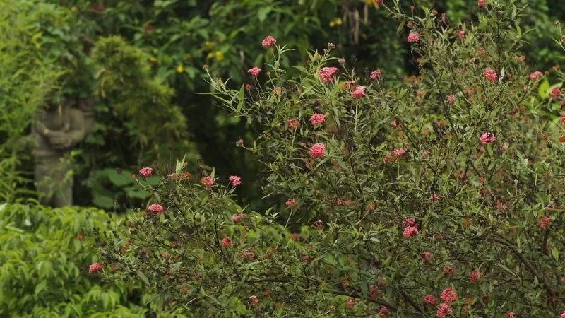 Lưu ý quan trọng về cách chăm sóc cây liễu hồng trong điều kiện ánh sáng và độ ẩm