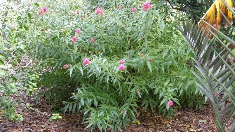 Đặc điểm thân, lá và chùm hoa nhỏ màu hồng nổi bật của cây liễu hồng