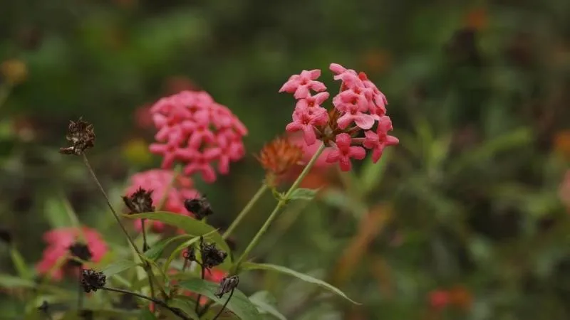 Vẻ đẹp của cây liễu hồng tượng trưng cho sự tươi mới và niềm vui trong phong thủy