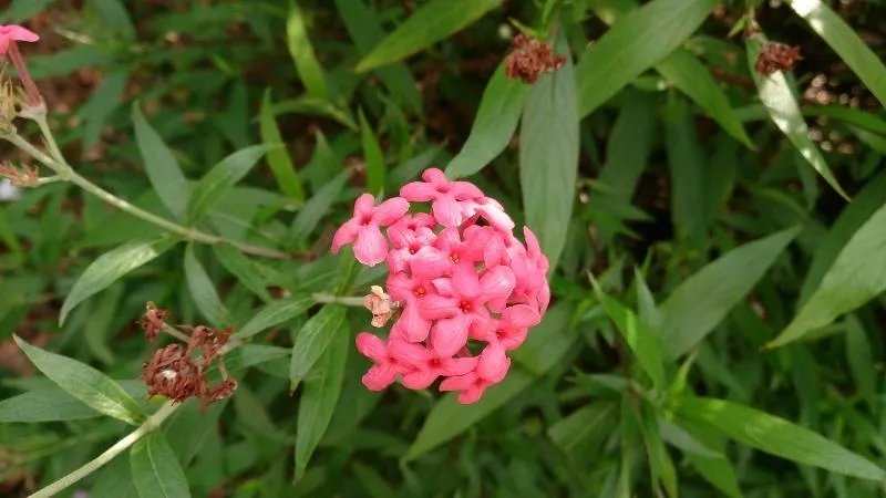 Cận cảnh vẻ đẹp rực rỡ của cụm hoa liễu hồng trong môi trường tự nhiên