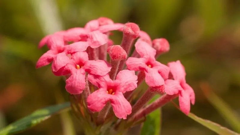 Liễu hồng trồng trong chậu cảnh phù hợp với không gian ban công và cửa sổ