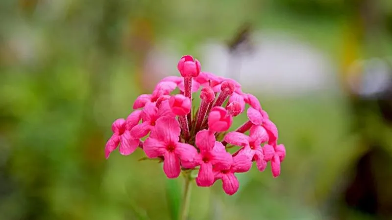 Cây liễu hồng được trồng làm điểm nhấn trong tiểu cảnh sân vườn