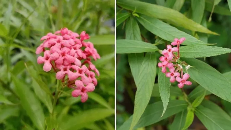 Tổng quan khu vườn được trang trí bằng cây liễu hồng rực rỡ