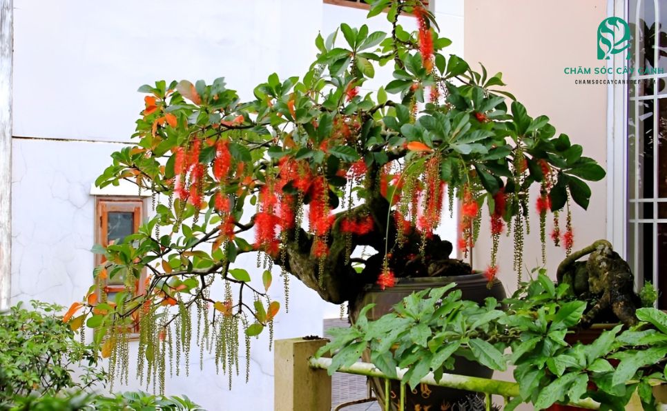 Cách Trồng Cây Lộc Vừng Bonsai Chuẩn Kỹ Thuật Và Chăm Sóc Ra Hoa Quanh Năm