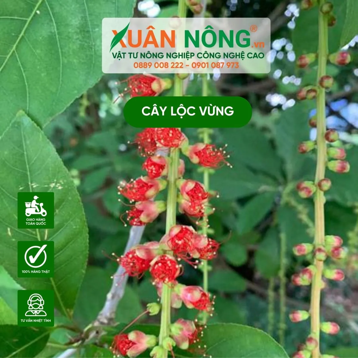 Cách xử lý và kiểm soát nước cho cây lộc vừng trồng trong chậu