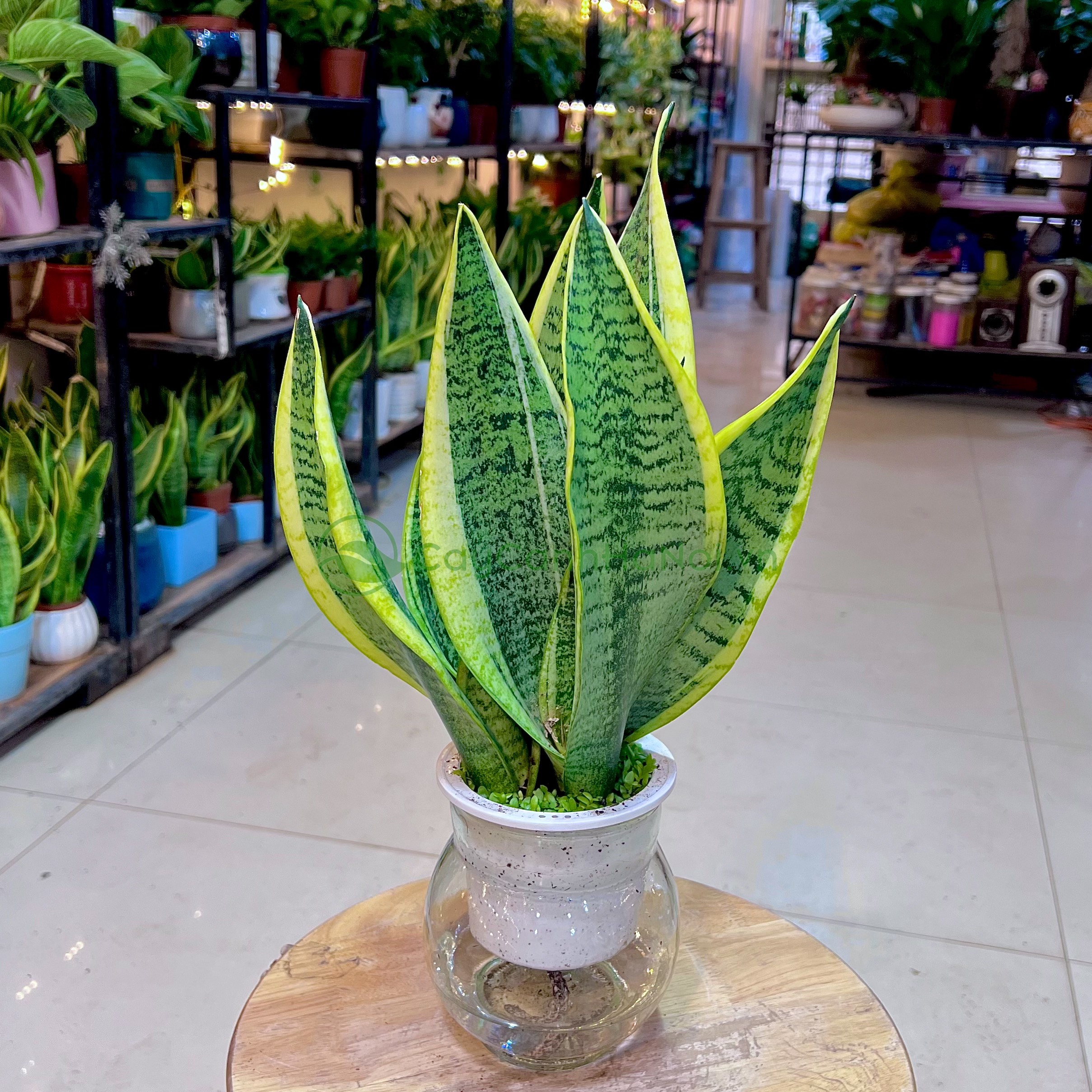 Cách Trồng Lưỡi Hổ Thủy Sinh Đúng Kỹ Thuật Và Chăm Sóc Bền Vững