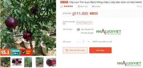 Cây lựu tím đang ra quả được trồng trong chậu, thích hợp cho vườn nhỏ