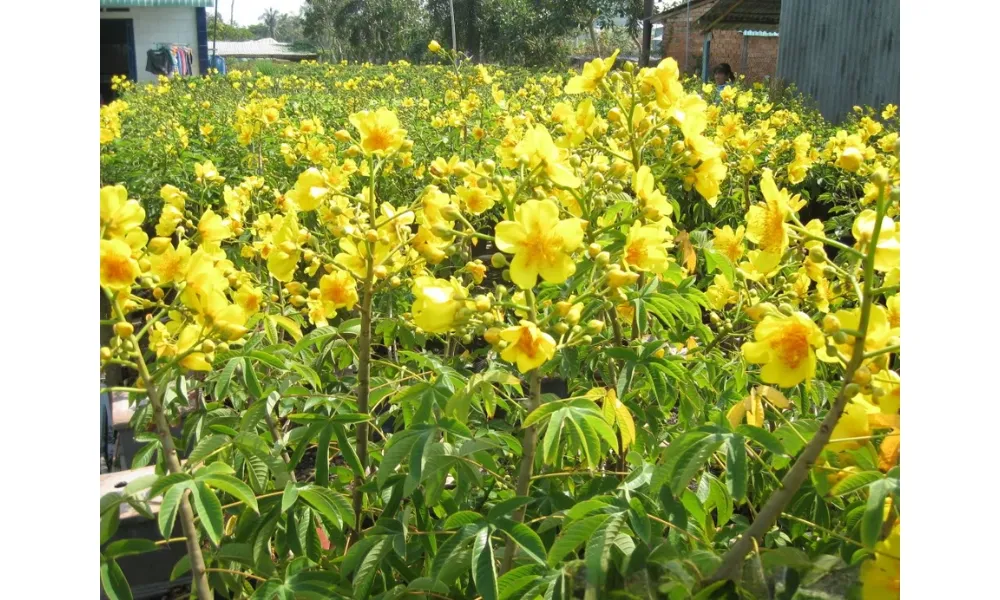 Trồng cây mai hoa đăng ở nơi có nhiều ánh sáng mặt trời trực tiếp để đảm bảo sinh trưởng tốt.