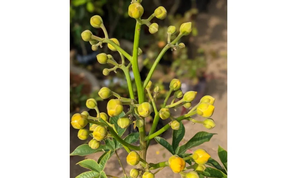 Nụ hoa căng tròn thì nên tuốt lá cách Tết 13-14 ngày theo kỹ thuật trồng.