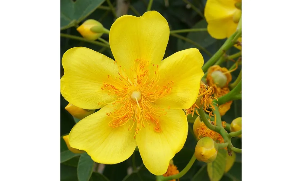 Hình ảnh mai hoa đăng 5 cánh với sắc vàng rực rỡ, thành quả của cách trồng cây mai hoa đăng chuẩn.