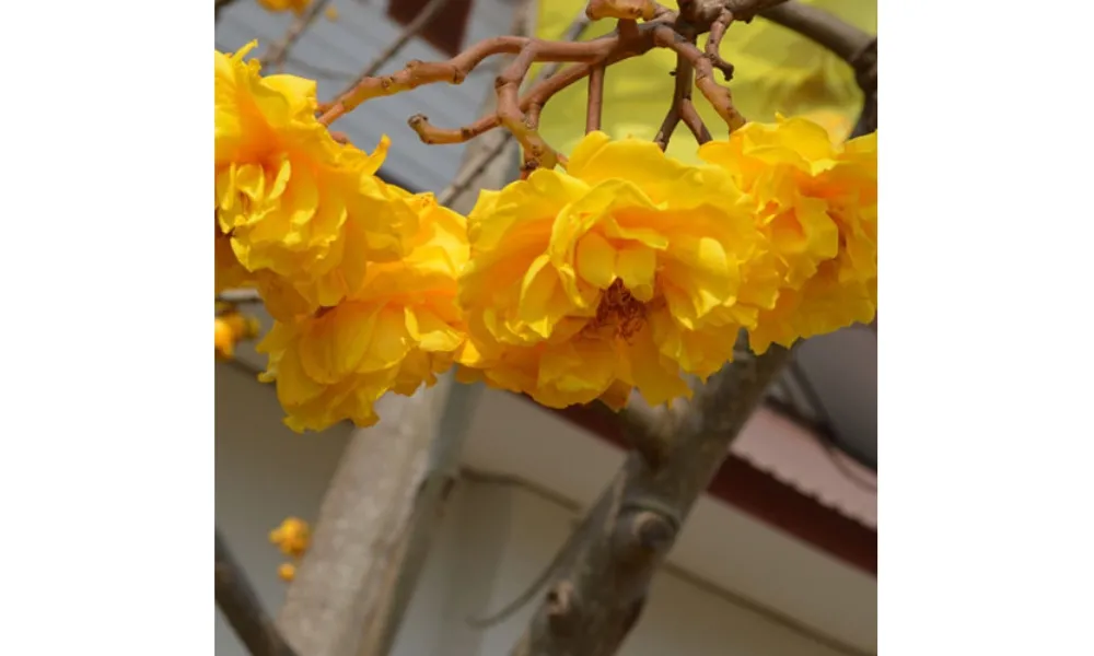 Mai hoa đăng kép có bông to và dày cánh, minh họa cách trồng cây mai hoa đăng đạt chất lượng cao.