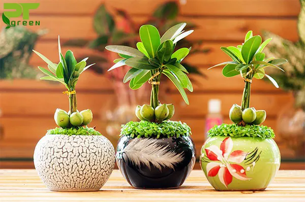 Kỹ thuật chăm sóc ánh sáng và tưới nước cho cây may mắn