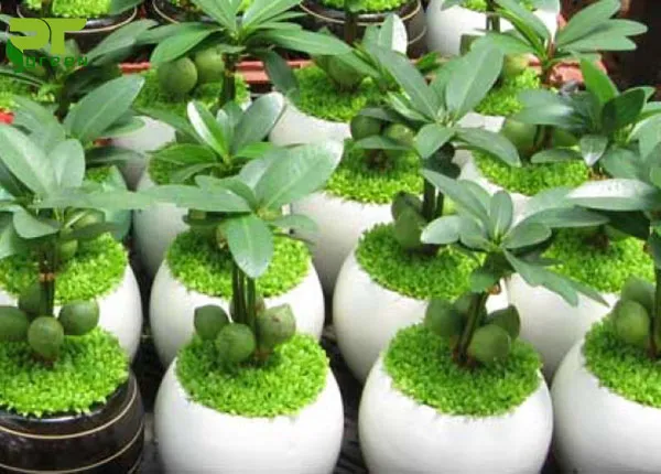 Đặc điểm nhận dạng thân, lá, quả của cây may mắn Tài Lộc