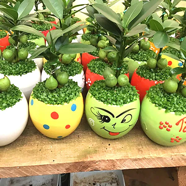 Hướng dẫn chi tiết cách trồng cây may mắn trong chậu sứ