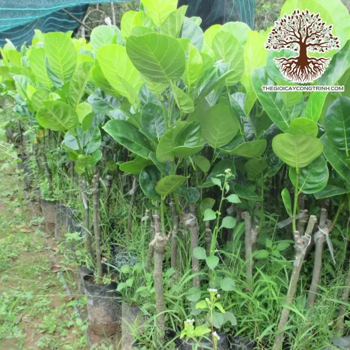 Cây mít thái lá bàng giống tại vườn ươm, chất lượng cao