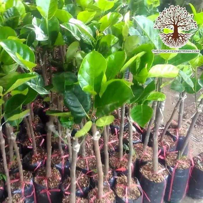 Cây mít thái lá bàng giống khỏe mạnh, chuẩn bị trồng