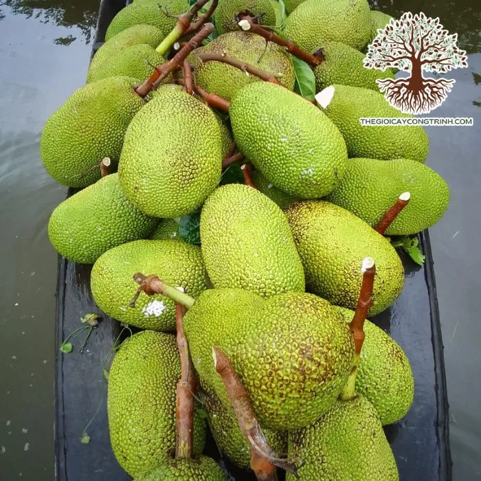 Cây mít thái lá bàng đang được chăm sóc và tỉa cành