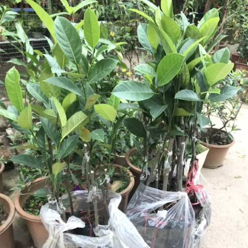 Cây mít tố nữ giống chất lượng