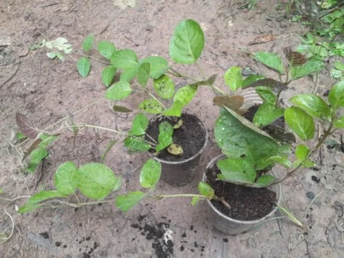 Cây mơ lông giâm cành