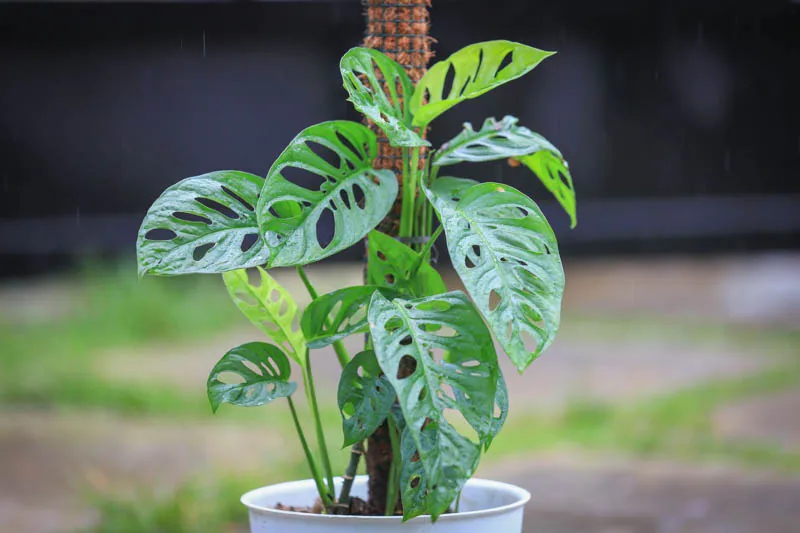 Cây Monstera Adansonii thích hợp trồng leo để trang trí tường