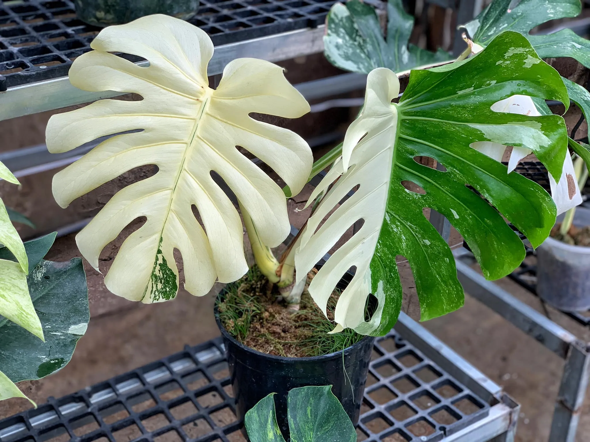 Cây Monstera Deliciosa Albo Variegata có nguồn gốc từ Trung và Nam Mỹ