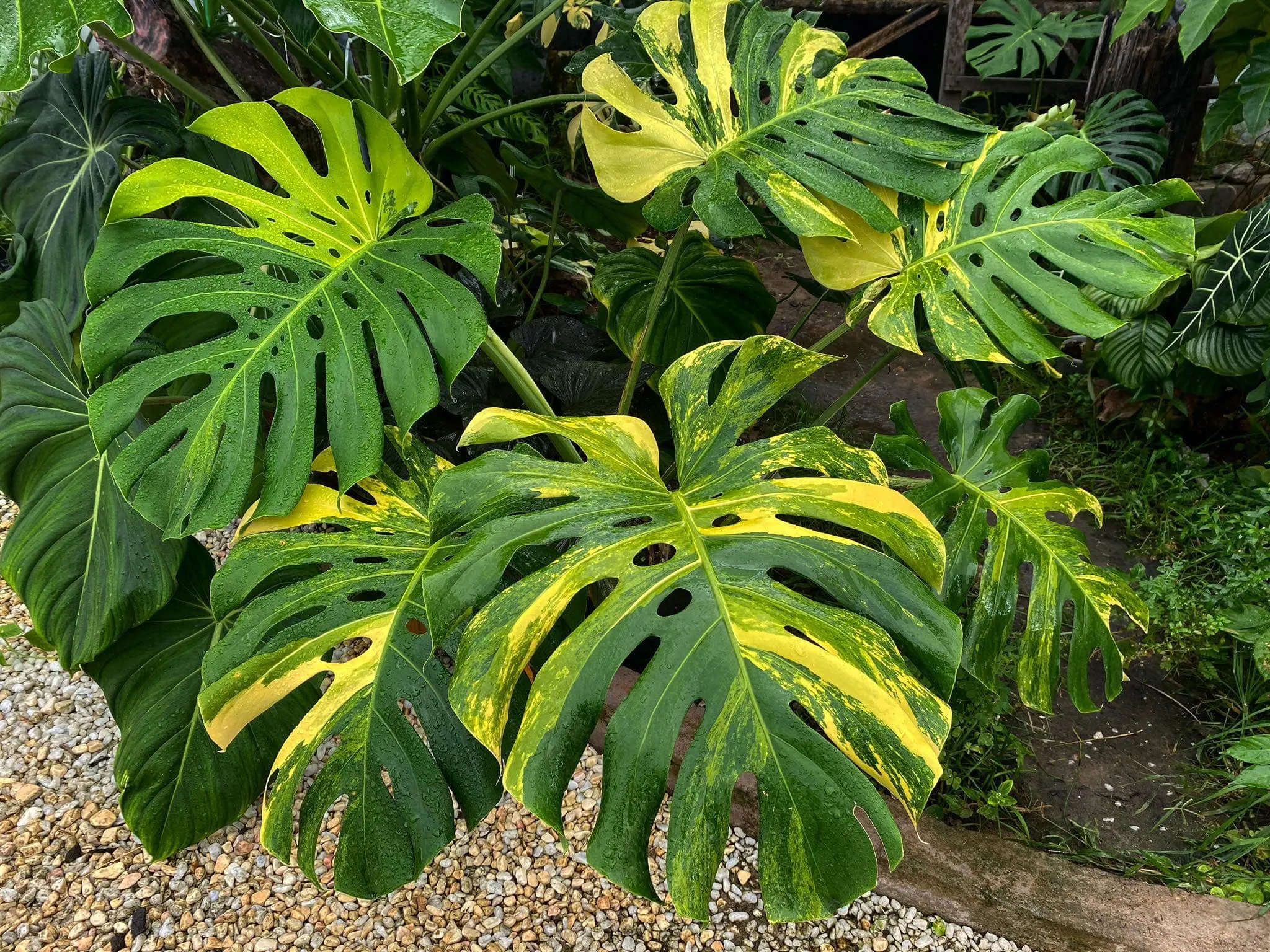 Các đường vân cẩm thạch đặc trưng của Monstera Deliciosa Aurea Variegata