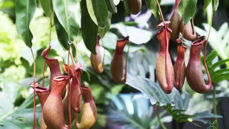 Công dụng của cây nắp ấm trong việc lọc không khí