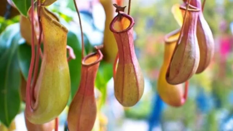 Vị trí đặt cây nắp ấm trong nhà để tận dụng ánh sáng gián tiếp