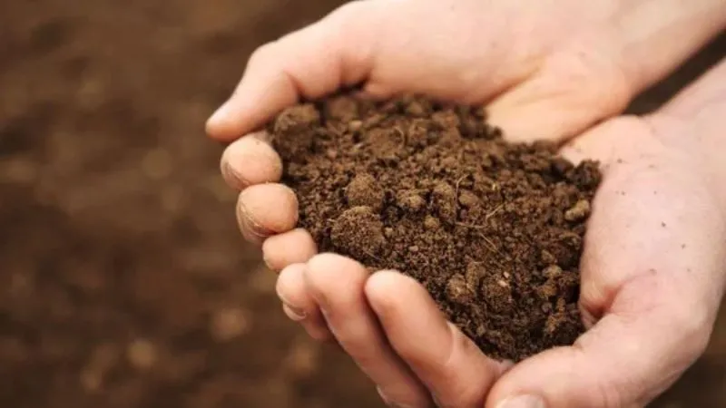 Giá thể đất trồng chuyên biệt cho cây nắp ấm