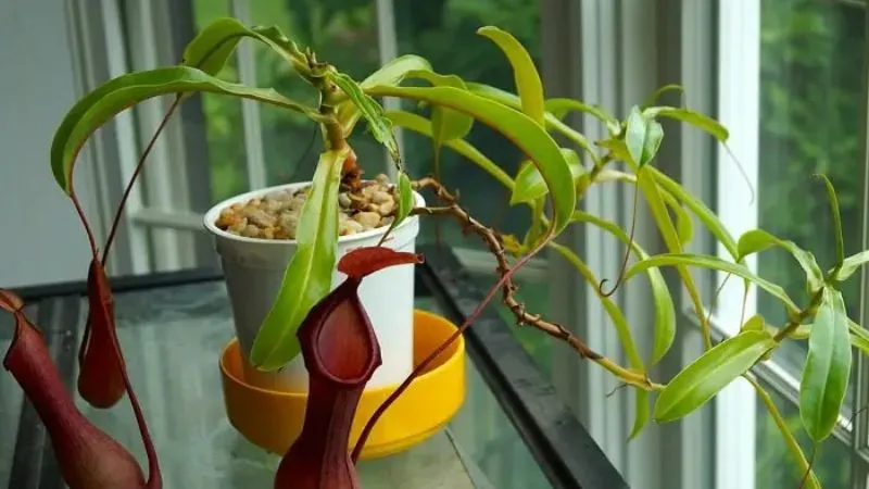 Chậu treo sáng màu phù hợp để trồng cây nắp ấm