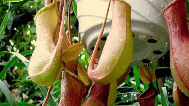 Kỹ thuật gieo hạt để nhân giống cây nắp ấm