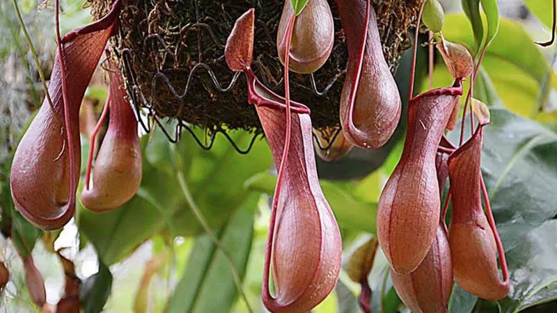 Tưới nước đúng cách giúp duy trì độ ẩm cho cây nắp ấm