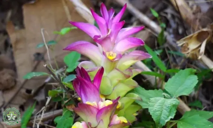 Lịch trình bón phân cho cây nghệ vàng