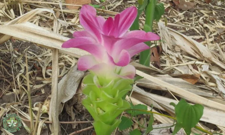 Thiết lập luống trồng nghệ vàng tiêu chuẩn