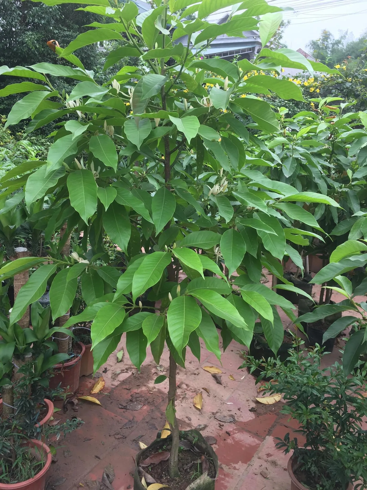 Cây Hoa Ngọc Lan trưởng thành với tán lá xanh mướt