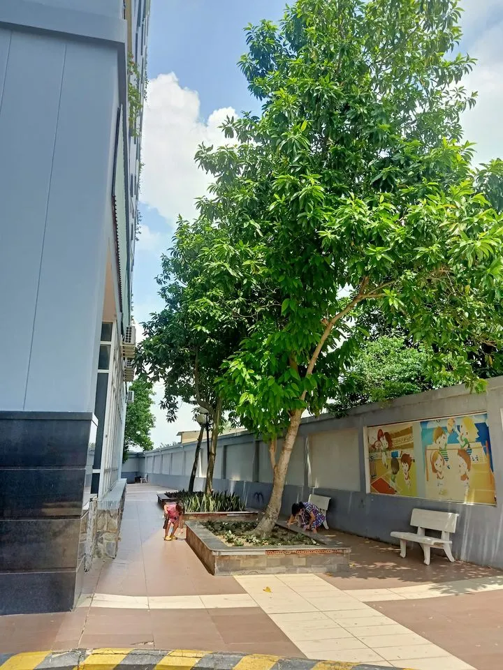 Tán lá rậm rạp của cây Hoa Ngọc Lan tạo bóng mát và thanh lọc không khí