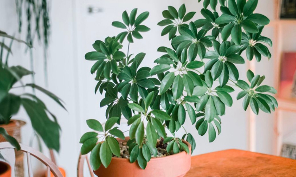 Cách Chăm Sóc Cây Ngũ Gia Bì Trồng Trong Nhà Đơn Giản Và Hiệu Quả