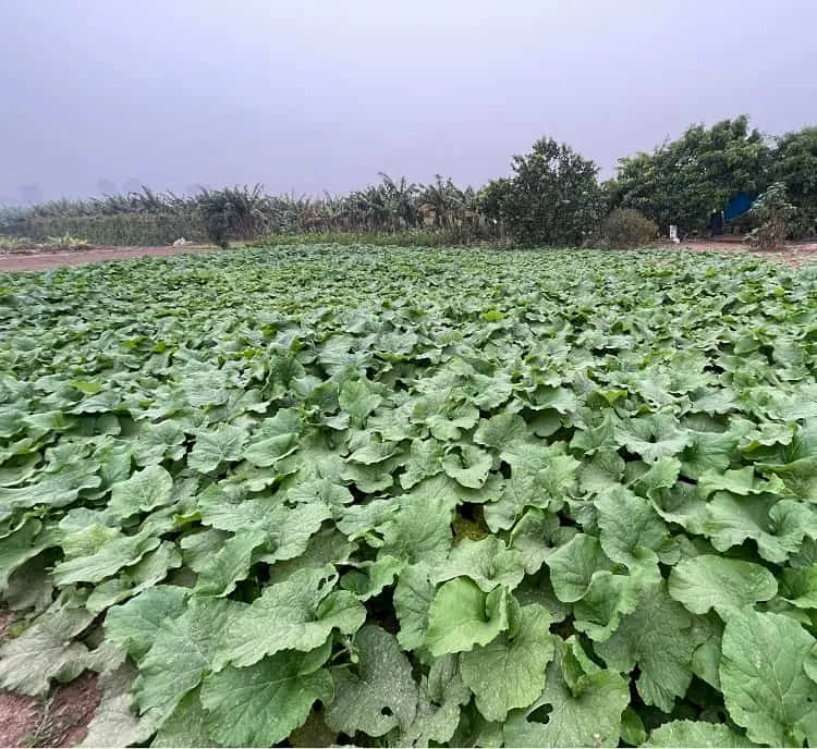 Cây Ngưu Bàng và Đất Trồng