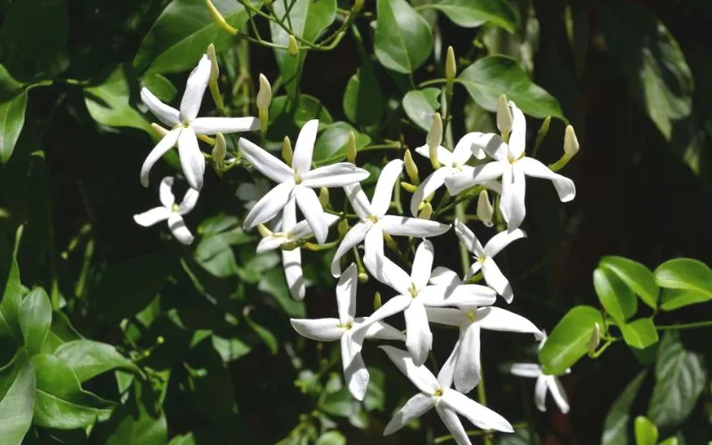 Nguồn gốc, ý nghĩa cây nguyệt quế leo