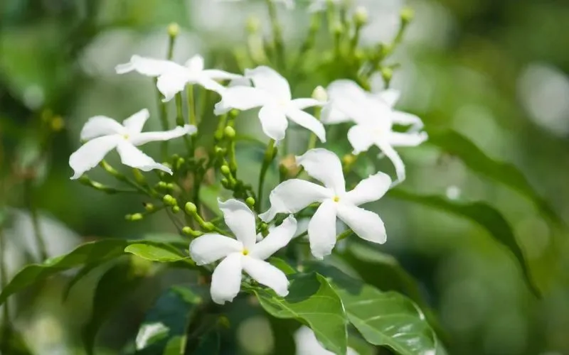 Ý nghĩa phong thủy cây nguyệt quế leo