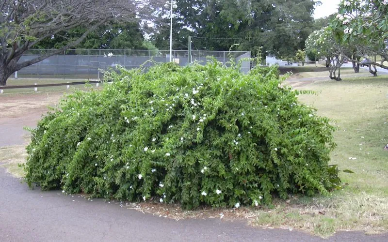 Tác dụng đối với sức khỏe của cây nguyệt quế leo