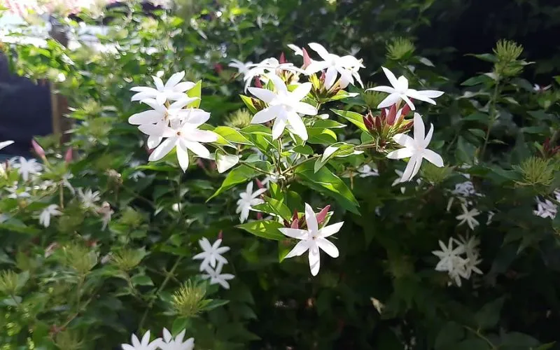 Hình ảnh đẹp về cây nguyệt quế leo