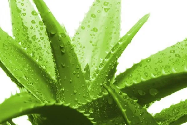 Cách trồng cây nha đam